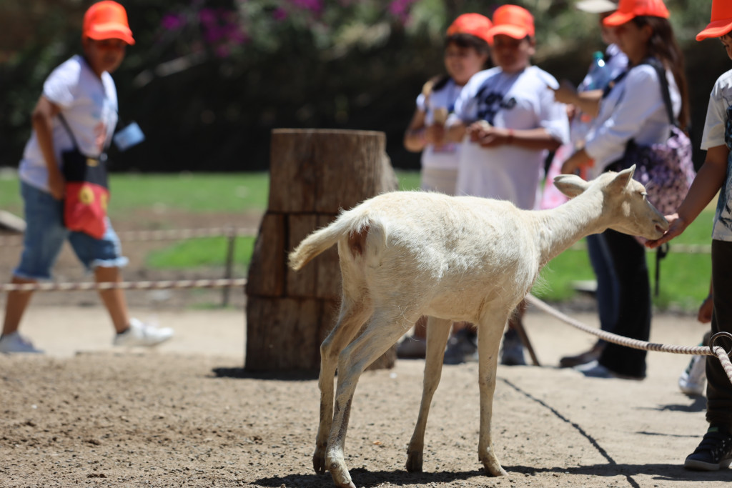 grupo de niños alimentando una oveja